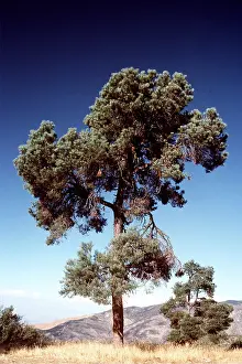 Bonnie Weisser: PINE PINYON TREE