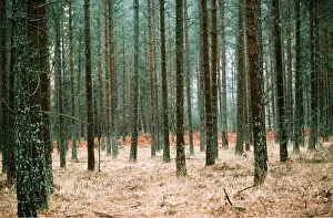 Plantations: PINE PLANTATION