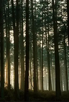 Pines: PINE - Plantations, misty winter evening