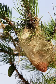 Processionary: Pine Processionary Caterpillar - coccoons
