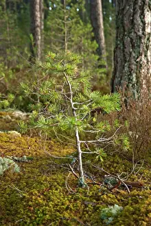 Sapling: Pine Sapling - among mature pines