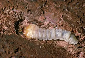 Chewing: Pine Sawyer Larva