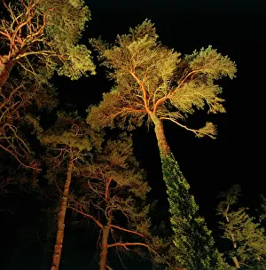 Copse: Pine