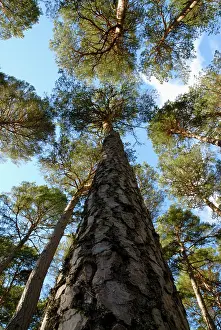 Leadership: Pine