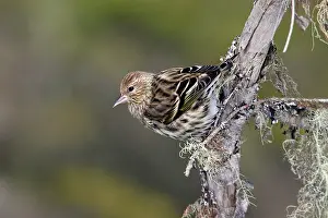 Siskins: Pine Siskin