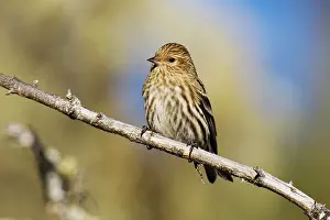 Siskins: Pine Siskin