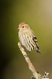 Siskins: Pine Siskin