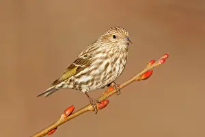 Siskins: Pine Siskin