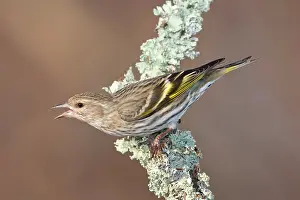 Siskins: Pine Siskin