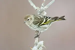 Siskins: Pine Siskin