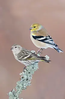 Siskins: Pine Siskin
