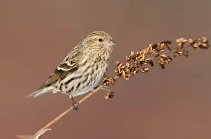 Siskins: Pine Siskin