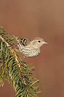 Siskins: Pine Siskin