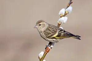 Siskins: Pine Siskin