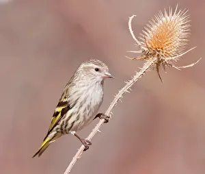 Siskins: Pine Siskin