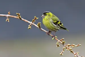 Perching: Pine Siskin