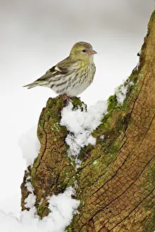 Perching: Pine Siskin