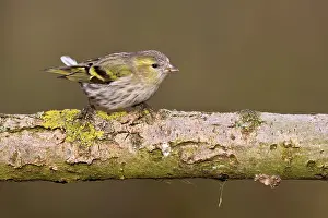 Perching: Pine Siskin