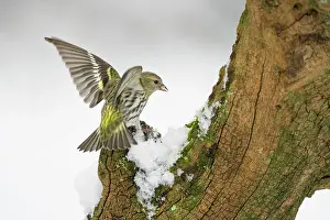 Pinus: Pine Siskin