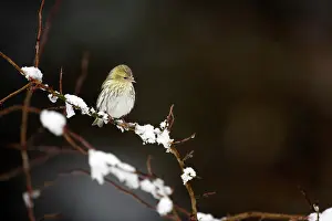 Perching: Pine Siskin