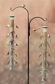 Goldfinches: Pine Siskin with American Goldfinch - at bird feeder