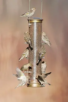 Siskins: Pine Siskin - at bird feeder in winter