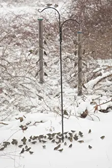 Feeders: Pine Siskin - at feeder in winter snow