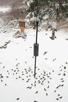 Feeders: Pine Siskin - at feeder in winter snow