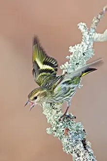 Siskins: Pine Siskin - Green color morph
