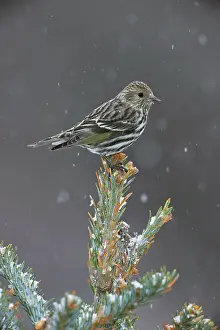 Siskins: Pine Siskin - perched on tree top in snow
