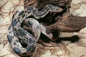 Gopher: Pine Snake