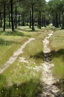 Pathway: Pine
