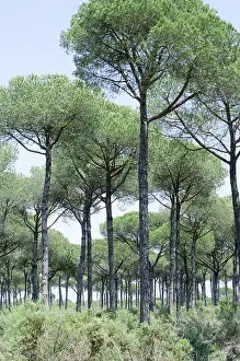 Pinea: Pine