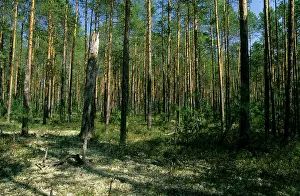 Bolshoi: Pine taiga - forest with forest floor covered in