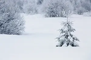 Luik: Pine tree