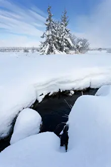Luik: Pine tree