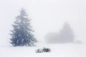 Luik: Pine tree