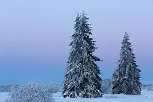 Luik: Pine tree