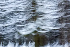 Peat: Pine tree