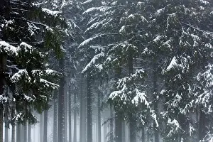 Peat: Pine tree