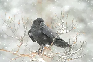Corax: Pine tree