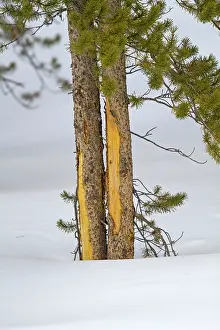 Wapitis: Pine Tree - eaten by elks ( wapitis )