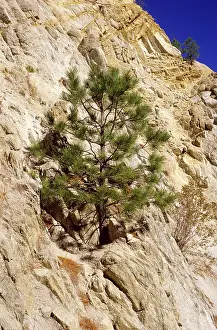 Grows: A Pine Tree Growing out of a Rock Cliff