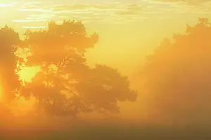 Darss: Pine tree on misty morning at sunrise, Fischland-Darss-Zings