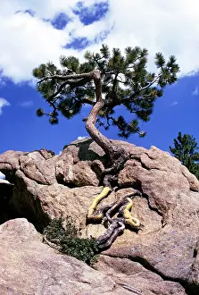 Ponderosa: Pine Tree - Small Ponderosa