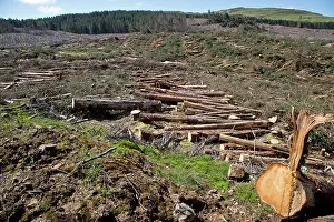 Felled: Pine Trees
