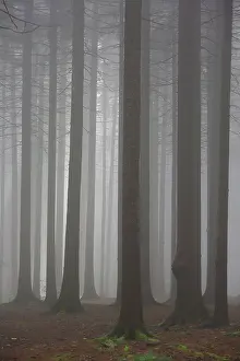 Creepy: Pine Trees in fog