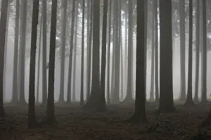 Creepy: Pine Trees in fog