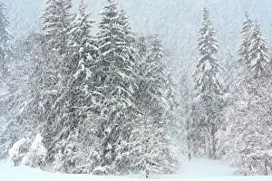 Snowflakes: Pine trees in landscape while snowing heavily