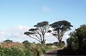 Ardea London: PINE TREES - mature along roadside